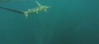 Illustration for article titled Man in kayak hooks 11-foot hammerhead shark, gets towed for 12 miles